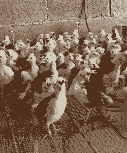 贵妃鸡苗要吃什么