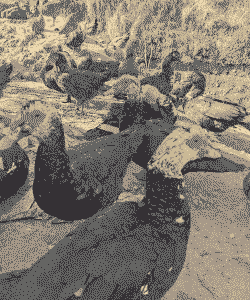 云南适合养殖什么鸭