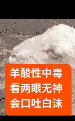 羊吃尿素中毒什么反应