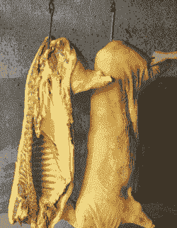 猪身体发黄是什么病