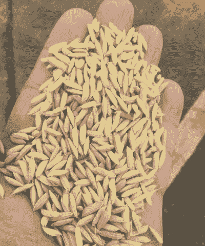 饲料水稻什么样的