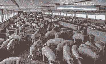 什么是集约化猪场