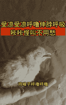 肉鸡呼噜是什么原因