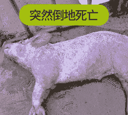 猪发红紫色是什么病