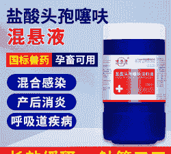 猪吃什么退热药