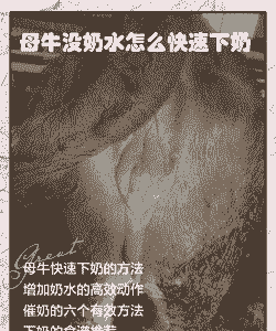 泌乳牛是什么意思