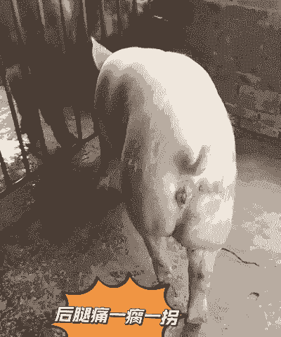 猪全身瘫痪是什么病