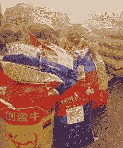 牛喂什么饲料长肉多