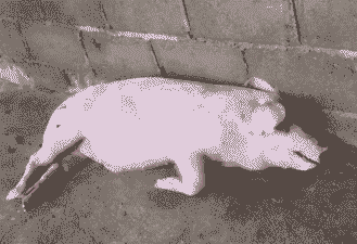 猪打哆嗦什么原因