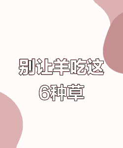 让羊吃什么容易中毒