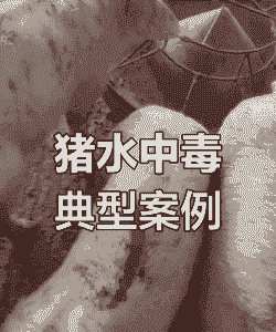 猪爱喝水是什么病