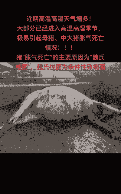 猪死了肚子为什么胀气