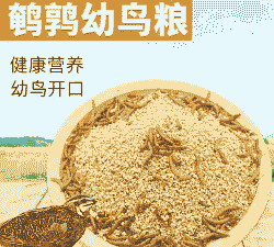 鹌鹑下蛋少吃什么饲料