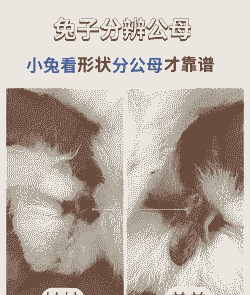 公兔子什么时候发育