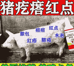 小猪长红点用什么药