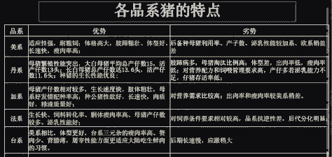 什么品种的母猪最抗病