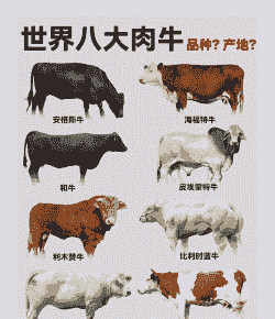 什么是科学养殖肉牛