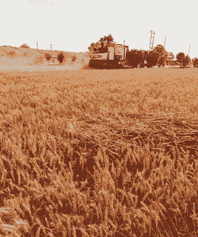 安徽什么时间收麦子