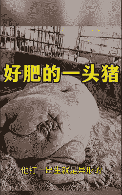 猪 为什么 长的肥