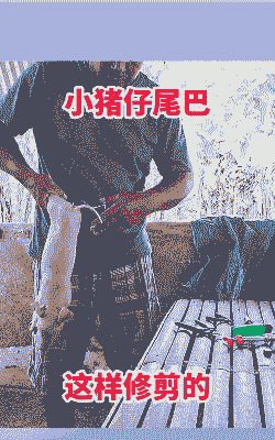 为什么给猪剪尾巴