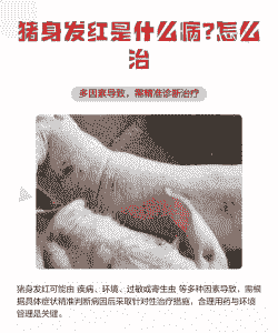 猪身发红是什么病