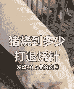 仔猪感冒发烧打什么针