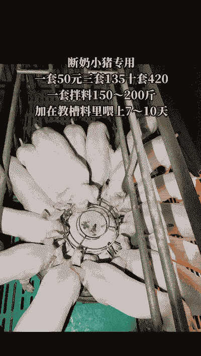 小猪断奶什么时候打虫