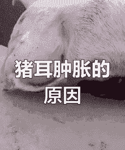 猪耳朵肿的什么病