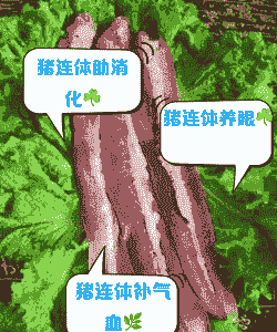 猪的什么可以做成药