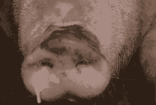 后备猪感冒是什么状况