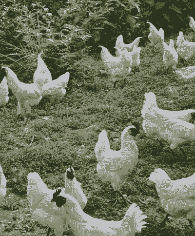 江山有什么特种养殖