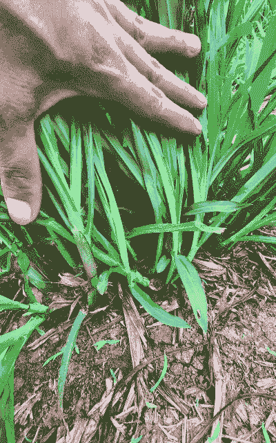 甜象草可以养殖什么