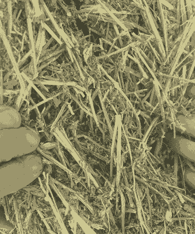 养牛羊种什么草好呢