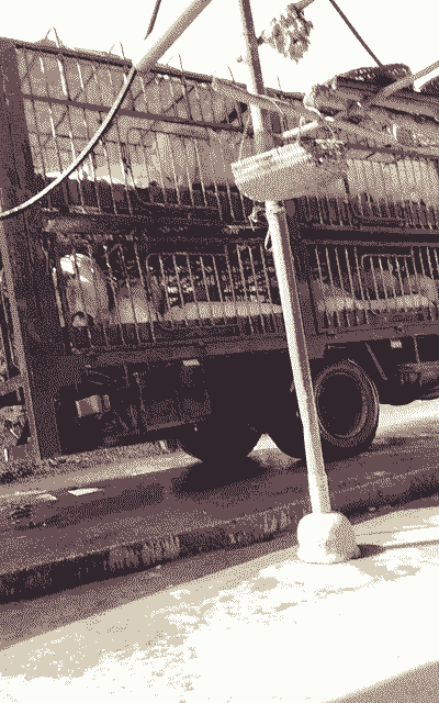 江油什么地方收肥猪