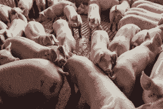 为什么猪长的太慢