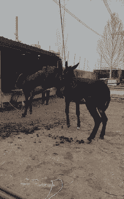 养殖肉驴什么品种最好