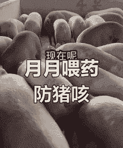 猪感冒喂什么效果好