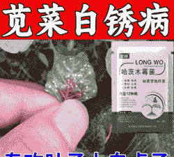 苋菜白锈病打什么药