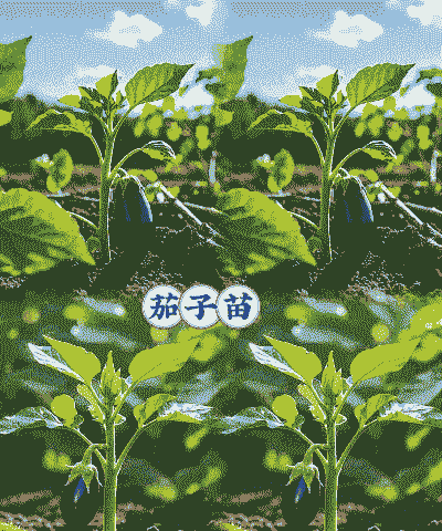 茄秧用什么肥壮秧