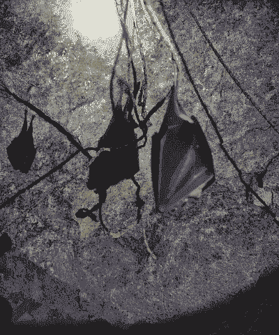 蝙蝠的过冬方法是什么