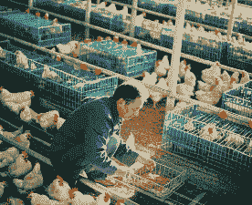 养鸡场有什么工作