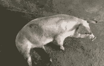 仔猪小腿肿是什么病