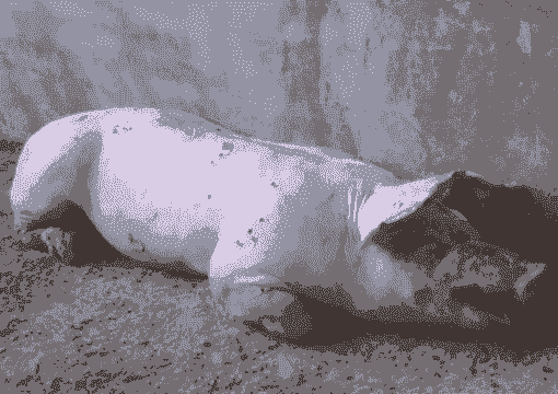 猪打喷嚏什么样