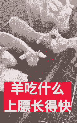小绵羊吃什么长得快