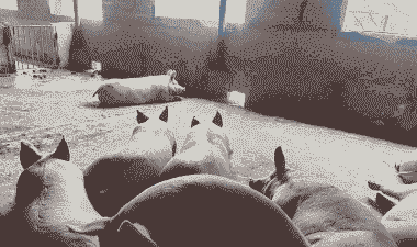 冬季猪喂点什么好