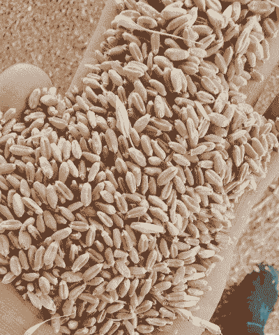 大麦为什么价格这么低