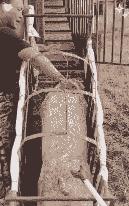 养猪最怕什么东西