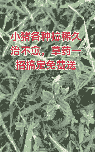 猪拉稀吃什么中药好