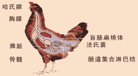 鸡的法氏囊在什么位置