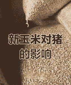 养猪用什么能代替玉米